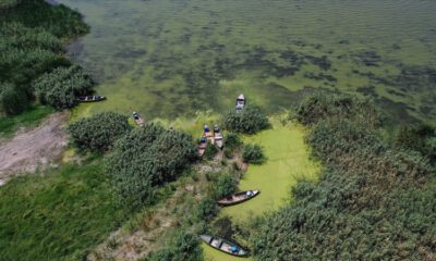 Uluabat Gölü’nün rengi alg patlamasıyla yeşile büründü