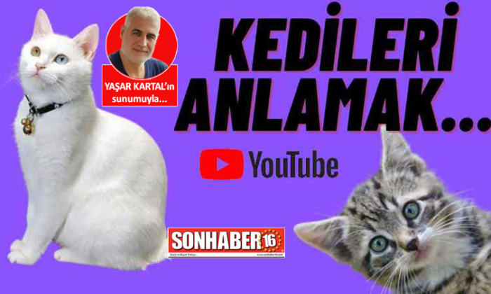 KEDİLERİ ANLAMAK… (video)