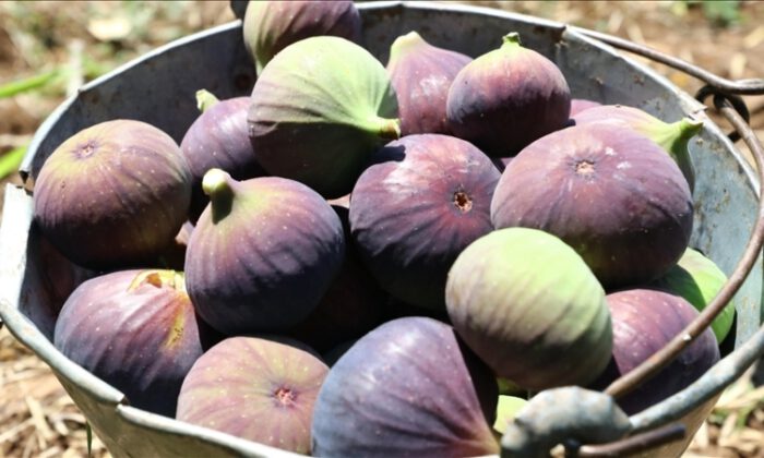 Bursa’nın siyah inciri UR-GE Projesi’yle yeni pazarlara açılacak