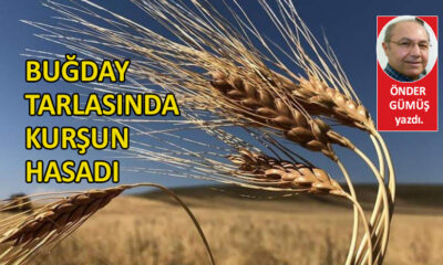 Buğday tarlasında kurşun hasadı