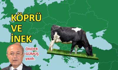 Köprü ve İnek