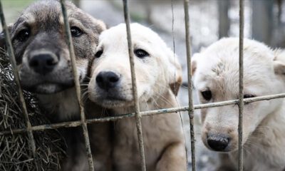 İstanbul’da sahipsiz köpeklerle ilgili ‘ihbar’ yağıyor