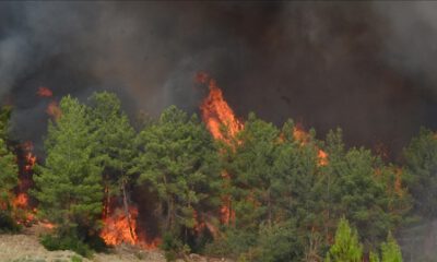 Orman kaybının yüzde 61,5’i geçen yılki yangınlarda yaşandı