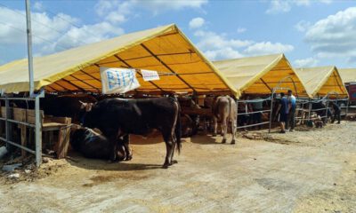 ESK, yetiştiricilerin satılmayan kurbanlıklarını alacak