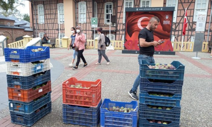 Çataltepeli incir üreticileri dertli