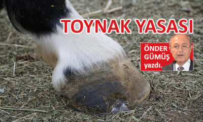 Toynak Yasası