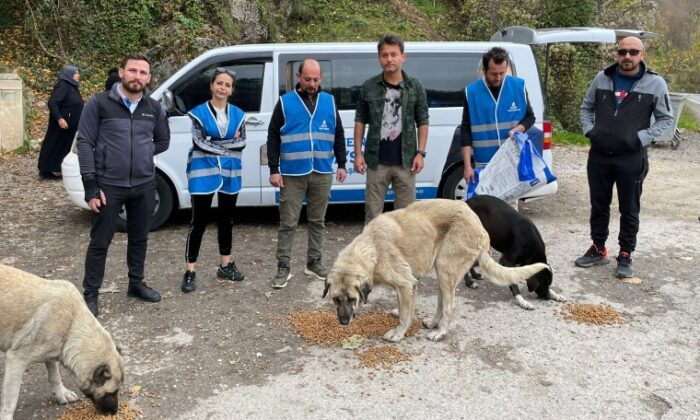 DEVA Partisi Osmangazi İlçe’de kalpler, sokak canları için attı!