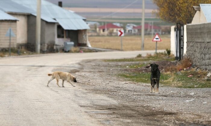 Prof. Arslan: Sahipsiz köpekler toplum sağlığı sorunu…