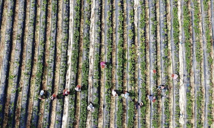 Çiftçilere destekleme ödemesi bugün hesaplarda