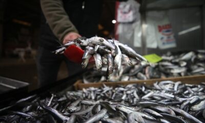 Hamsi avcılığı, Marmara’da yarından itibaren son