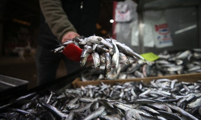 Hamsi avcılığı, Marmara’da yarından itibaren son