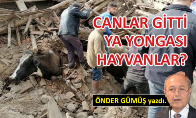 Canlar gitti, ya yongası hayvanlar?