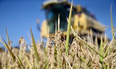 Çiftçilere tarımsal destekleme ödemesi bugün yapılacak