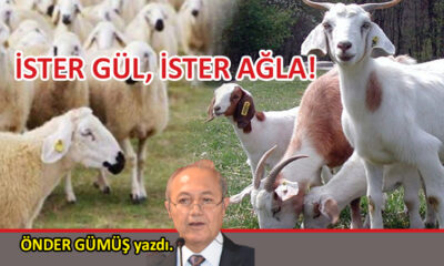 İster gül, ister ağla!