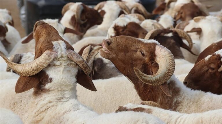 Kurban Bayramı, 28 Haziran Çarşamba günü başlayacak