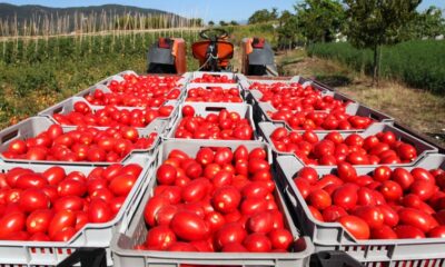 Rusya’ya domates ihraç kotası 500 bin tona çıktı