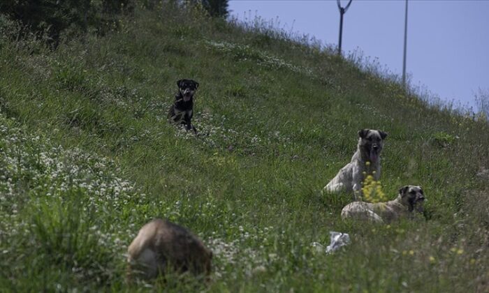 Sahipsiz hayvanların sayısı korkutuyor