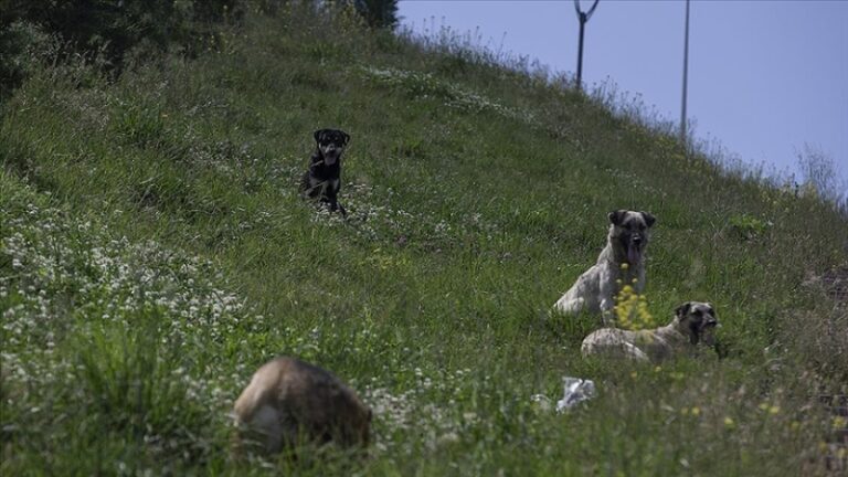 Sahipsiz hayvanların sayısı korkutuyor