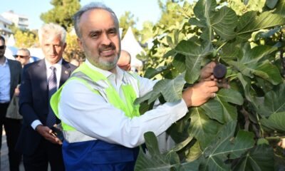 Bursa’nın ‘Siyah incisi’nde hasat zamanı…