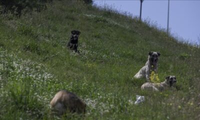 TBMM’ye en çok sahipsiz köpekler şikayet edildi