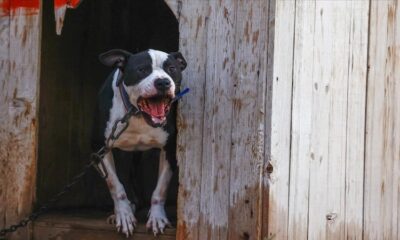 Saldırdığı yaşlı kadının bacağının kesilmesine neden olan Pitbull’un sahiplerine dava