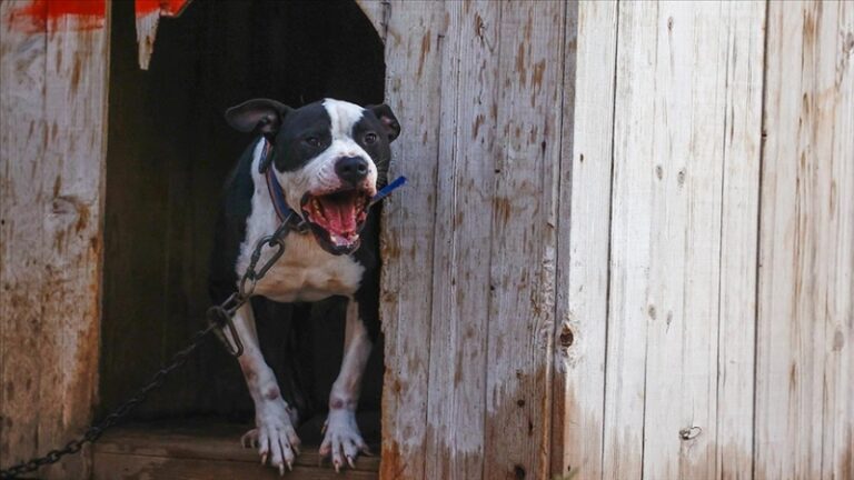 Saldırdığı yaşlı kadının bacağının kesilmesine neden olan Pitbull’un sahiplerine dava