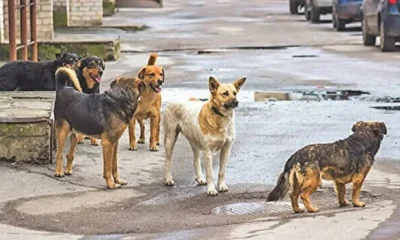 Sokak köpekleri düzenlemesi Meclis’e ulaştı