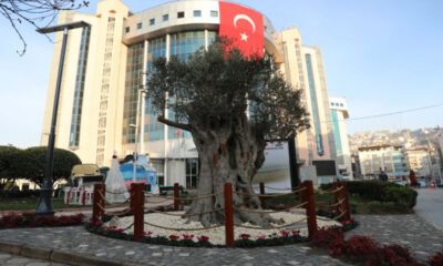 İzmir’in 600 yıllık zeytin ağacı İzmit’te yaşatılacak